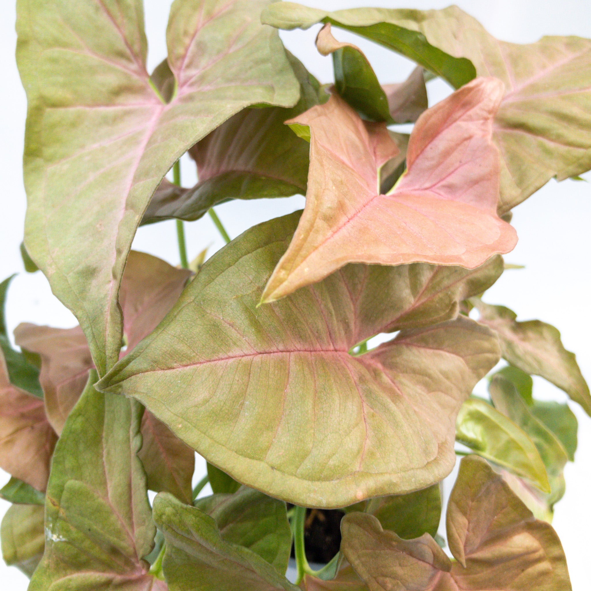 Hands-on with the Pink Syngonium 'Neon Robusta' (Care Guide)