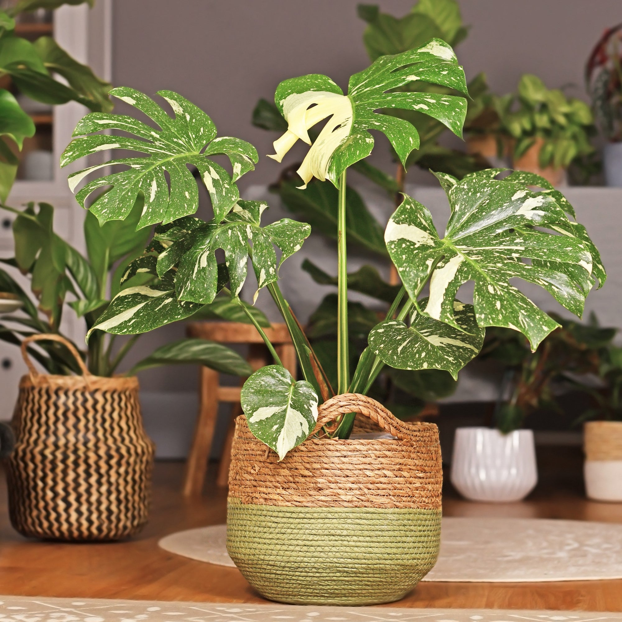 Arcadia Garden Products 4 in. Monstera Thai Constellation Plant